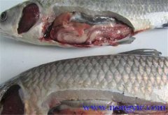 草魚(yú)出血病發(fā)病原因、癥狀、治療方法