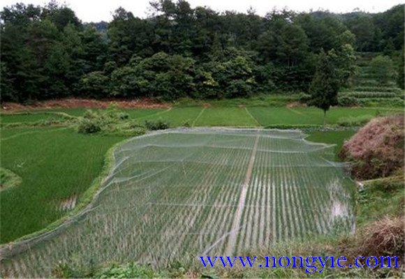 羅非魚(yú)稻田養(yǎng)殖技術(shù)：羅非魚(yú)如何在稻田中飼養(yǎng)