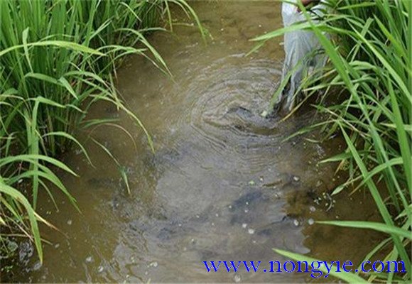 草魚需要什么樣的池塘條件 池塘草魚養(yǎng)殖技術