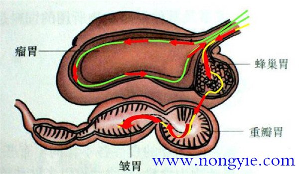 羊的消化系統(tǒng)