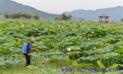 荷花病蟲害有哪些 荷花病蟲的防治方法