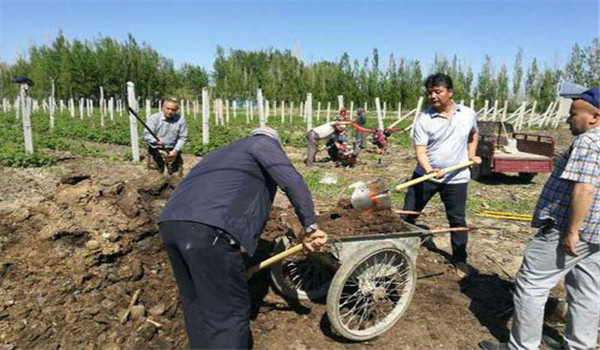 樹莓怎么進(jìn)行施肥管理