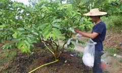 番石榴修剪方法與疏花疏果、果實套袋技術要點