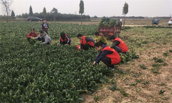 菠菜的采收要點