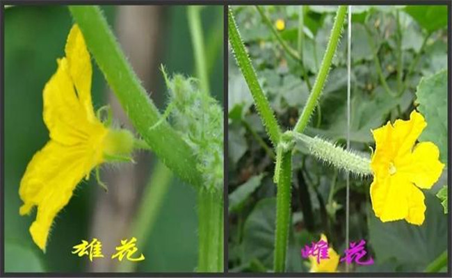 增加雌花數的黃瓜調節(jié)劑