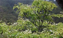 種植油桐樹(shù)的經(jīng)濟(jì)價(jià)值有哪些 油桐樹(shù)的栽培管理