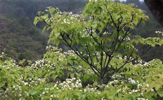 油桐樹的生態(tài)習(xí)性