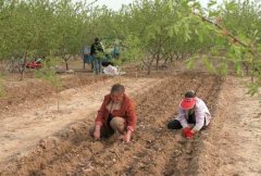 山藥種植前如何處理，種植山藥如何整地挖溝