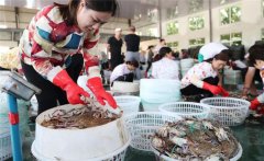 梭子蟹一般在幾月份上市，怎樣挑選肥的梭子蟹