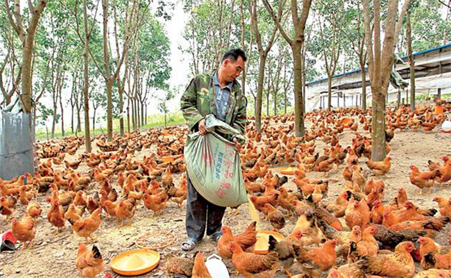 養(yǎng)雞用鹽的講究:飼料食鹽用量、食鹽中毒的防治