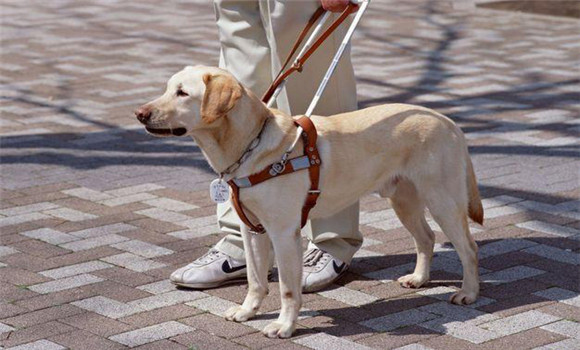 適量增加犬的運動