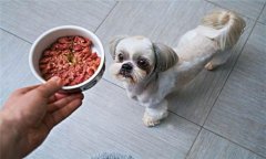 犬飼料中為何要添加鐵、銅等微量元素