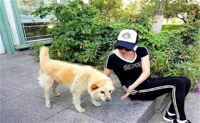 怎樣喂養(yǎng)妊娠犬、哺乳犬