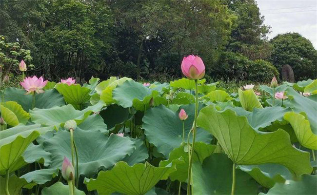 荷花的花期是什么時候