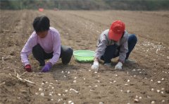 大蒜什么時(shí)間種植，如何掌握大蒜種植深度？