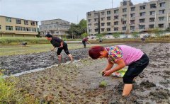 記住西瓜種植的訣竅，可讓西瓜大圓甜掉牙！