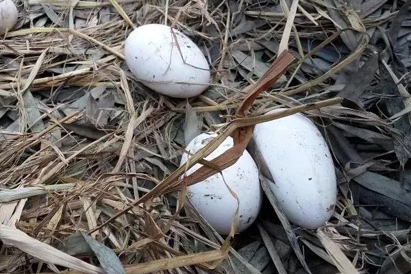 獅頭鵝一年能產多少蛋