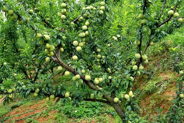 蜂糖李樹(shù)的種植密度