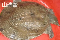 山瑞鱉是國家保護動物嗎 山瑞和甲魚有什么區(qū)別