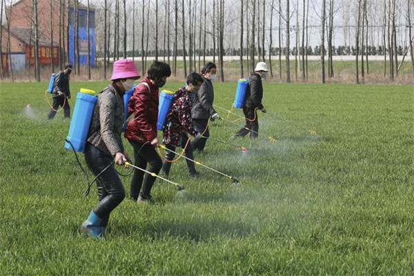 小麥田使用除草劑要注意什么