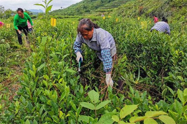 茶園主要雜草哪些