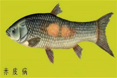 養(yǎng)殖魚(yú)類怎樣防治赤皮?。咳绾晤A(yù)防？