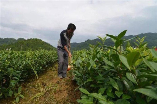 幼齡茶樹的定苗全苗