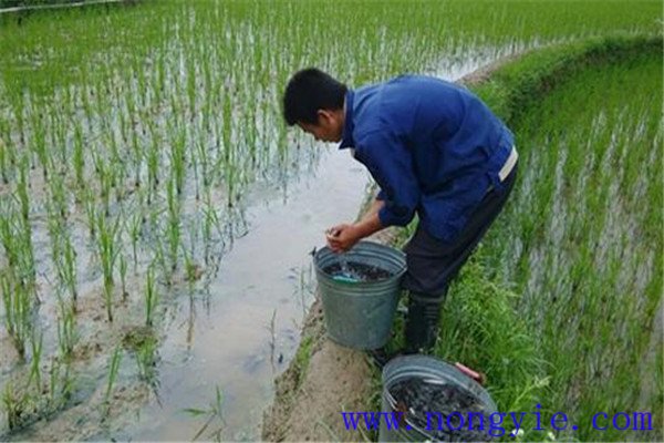 稻田養(yǎng)殖草魚發(fā)病率低，容易管理