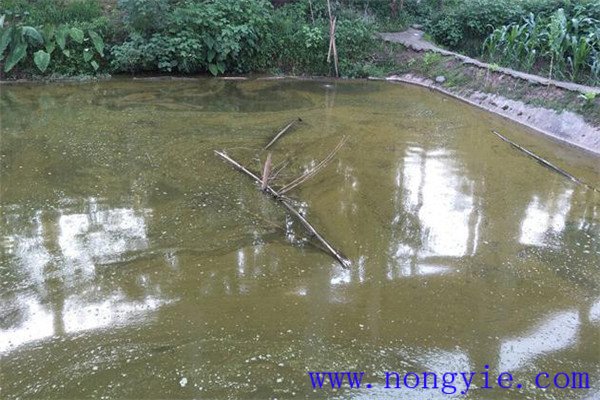 對魚塘進行消毒