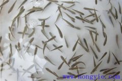 怎樣高效益養(yǎng)殖異育銀鯽 其魚苗魚種如何培育？