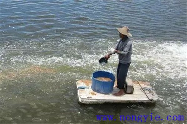 魚飼料消毒需注意事項(xiàng)