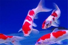 在水族箱中喂養(yǎng)錦鯉要注意些什么？