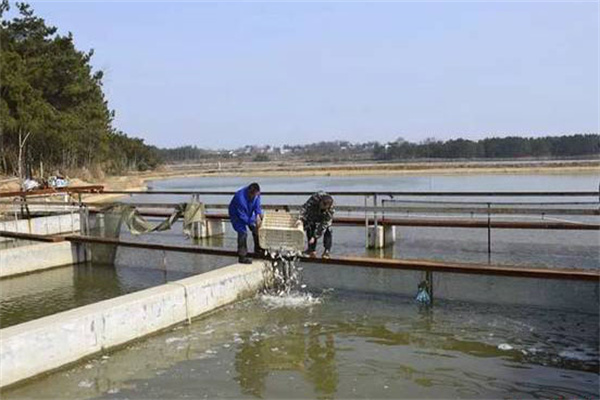 養(yǎng)蝦池能否混養(yǎng)魚(yú)類(lèi)