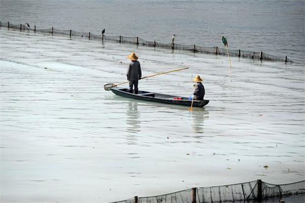 清除野雜魚，減少爭食者