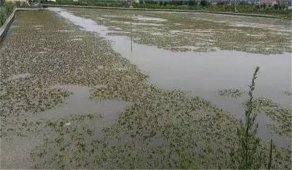 河蟹人工半咸水育苗的方法與步驟