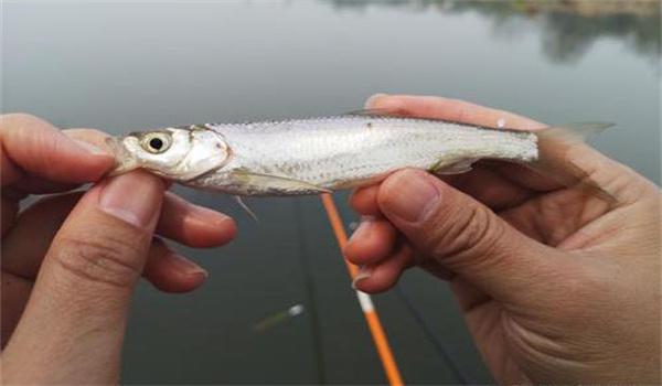 釣白條魚要注意什么