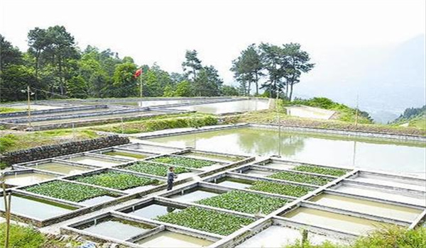 泥鰍苗池建造