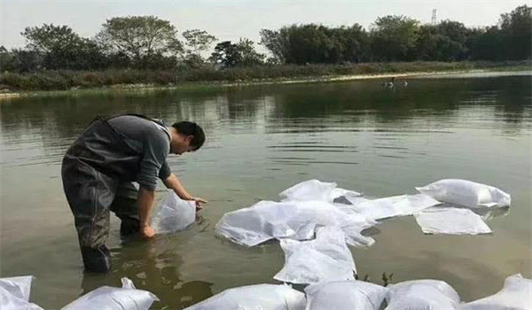 魚苗的消毒和放養(yǎng)要點