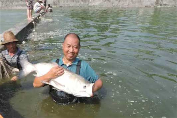 池魚輪捕輪放有什么好處