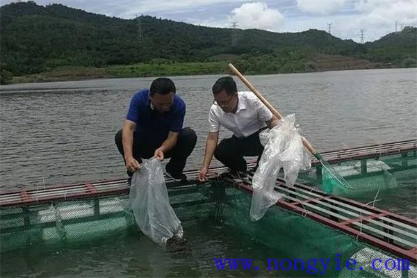 加州鱸魚如何進行食性馴化