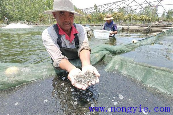 加州鱸魚受精卵孵化管理