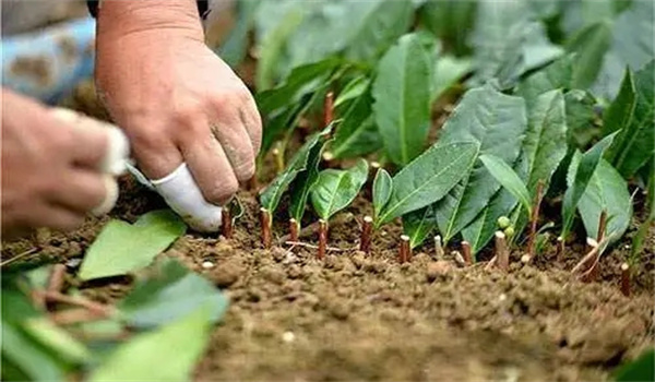 茶樹營養(yǎng)繁殖有何優(yōu)缺點