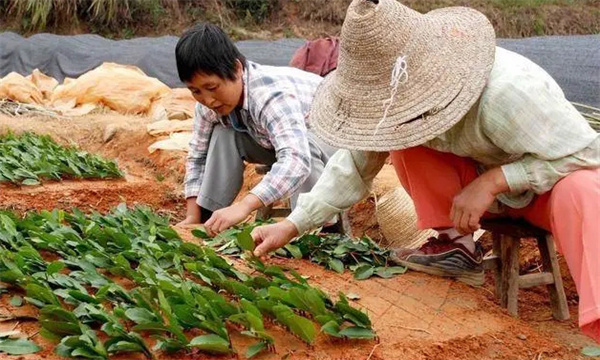 茶樹扦插育苗何時(shí)進(jìn)行為宜