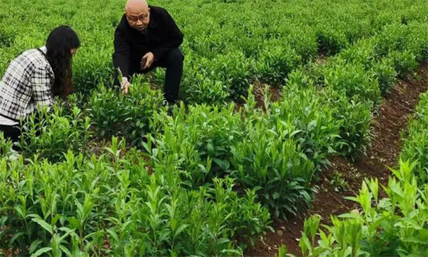 蒼術怎樣進行田間管理