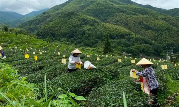 茶葉污染的主要來(lái)源