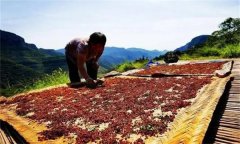 花椒采摘后怎樣晾曬？花椒晾干方法簡(jiǎn)介