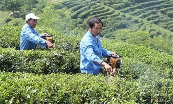 如何對(duì)壯年期茶樹(shù)進(jìn)行修剪