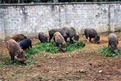 飼養(yǎng)野豬要注意哪些問(wèn)題 野豬能與家豬雜交嗎？