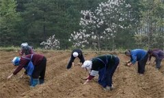 何首烏種植技術(shù)與栽培管理方法