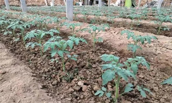 定植時(shí)穴施藥劑防病治蟲